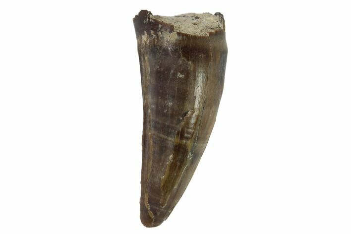 Cretaceous Crocodilian Tooth - Hell Creek Formation #97610